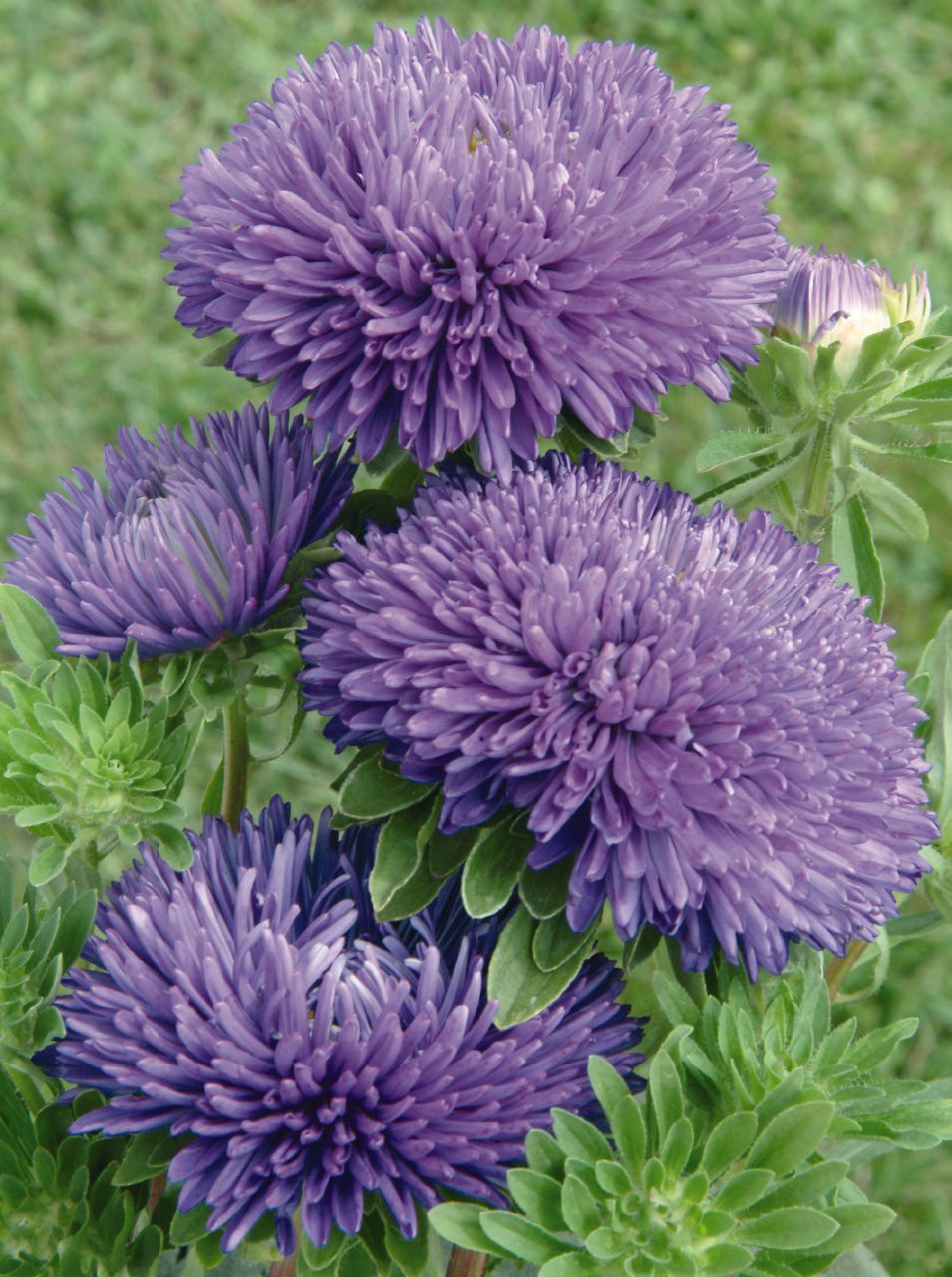 China Aster