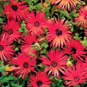 Ice Plant